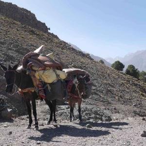 Starka åsnor hjälper till med packningen under vandringen i Atlasbergen