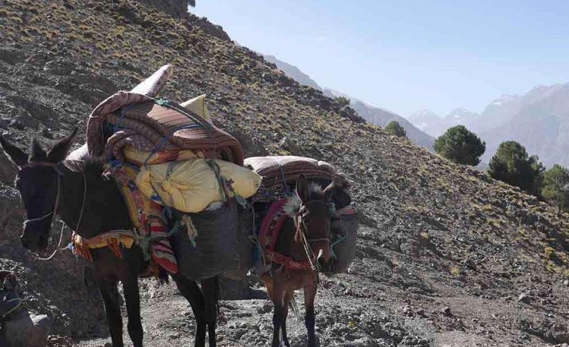 Packåsnor i Atlasbergen