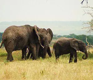 Efter turen till Kilimanjaro finns möjligheten att åka på safari eller till paradisön Zanzibar