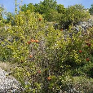 Granatäpplen i vackra Kroatien