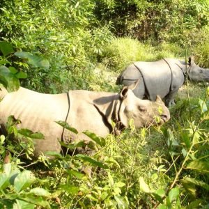 Förläng din resa till Everest base camp med extra safari