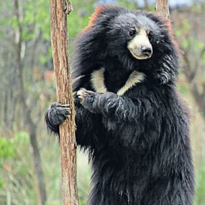 Åk på safari efter vandring Everest base camp
