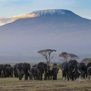 Vandring på Kilimanjaro - Afrikas högsta berg