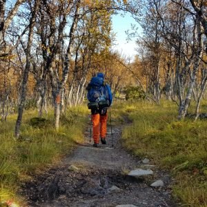 Jämtlandsfjällen björskog