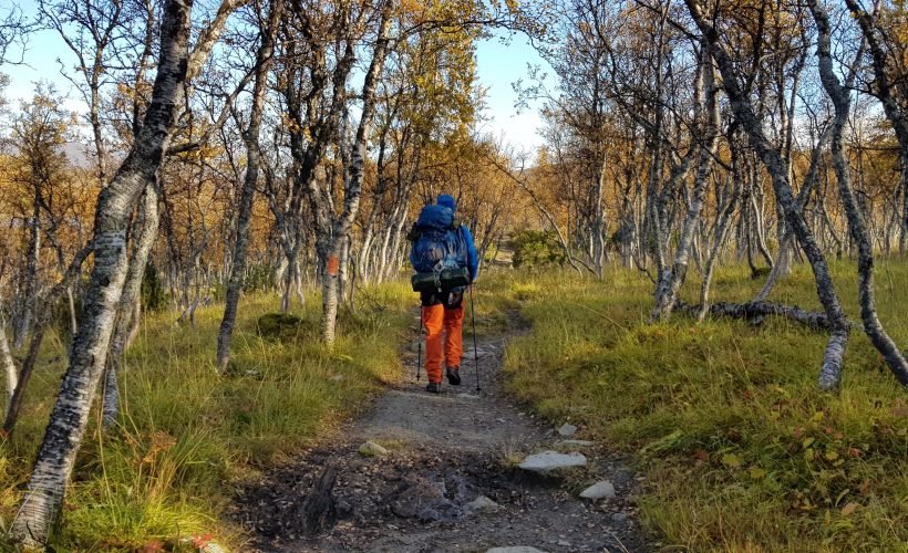Jämtlandsfjällen björskog Jämtlandsfjällen björskog